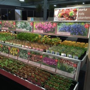 Bieslook (allium schoenoprasum) kruiden - 12 stuks