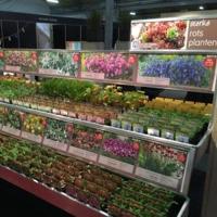 Bieslook (allium schoenoprasum) kruiden - 12 stuks - thumbnail