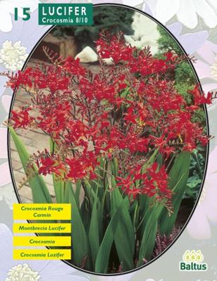 Zomer Bloembollen Crocosmia Lucifer per 15 Baltus - Baltus