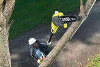 RYOBI ONE+™ 18V Accu 20cm Telescopische snoeikettingzaag (excl. accu) - thumbnail