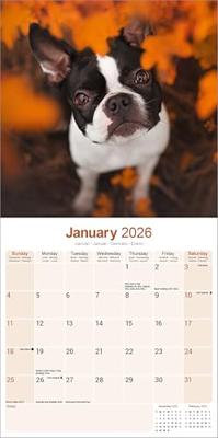 Boston Terrier Kalender 2026