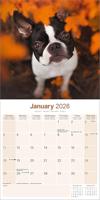 Boston Terrier Kalender 2026 - thumbnail