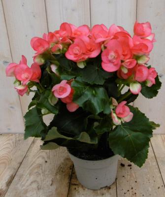 Begonia dubbelbloemig roze kamerplant Warentuin Natuurlijk - Warentuin natuurlijk