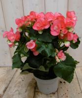 Begonia dubbelbloemig roze kamerplant Warentuin Natuurlijk - Warentuin natuurlijk - thumbnail