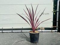 Palmboom - Cordyline Pink Passion - thumbnail
