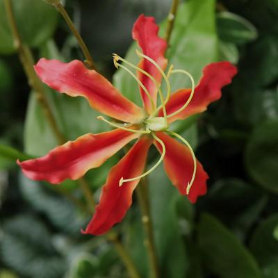 Gloriosa Kunstbloem oranje 75cm