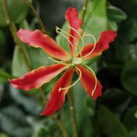 Gloriosa Kunstbloem oranje 75cm - thumbnail