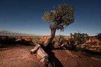 Nikon Z7 II body - thumbnail