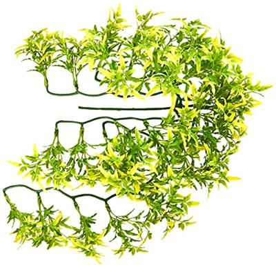 KOMODO CROTON PLANT - thumbnail