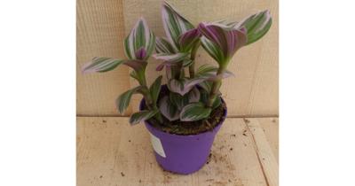 Mini Tradescantia roze blad Viridi kamerplant Warentuin Natuurlijk - Warentuin natuurlijk Mini Tradescantia roze blad Viridi kamerplant Warentuin Natuurlijk - Warentuin natuurlijk