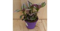 Mini Tradescantia roze blad Viridi kamerplant Warentuin Natuurlijk - Warentuin natuurlijk - thumbnail