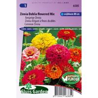 Eenjarige Zinnia bloemzaden – Zinnia Dahlia flowered mix - thumbnail