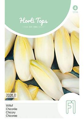 Zaden Brussels Witlof Zoom F1 Hortitops - Hortitops