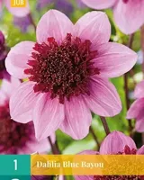 Dahlia Blue bayou - thumbnail