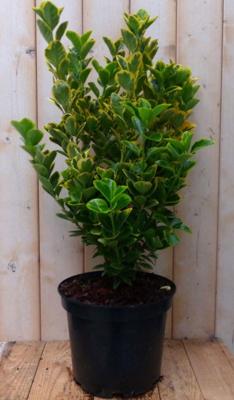 Kardinaalsmuts Euonymus geelbont 80 cm Warentuin Natuurlijk - Warentuin natuurlijk