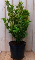 Kardinaalsmuts Euonymus geelbont 80 cm Warentuin Natuurlijk - Warentuin natuurlijk - thumbnail