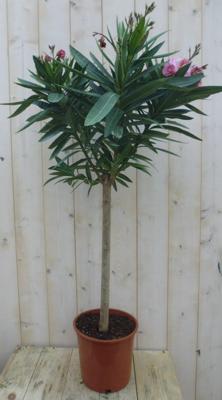 Oleander op stam, stamhoogte 40 cm totale hoogte 100-120 cm kuipplant kleur bloem wisselt Nerium Warentuin Natuurlijk - Warentuin natuurlijk