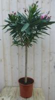 Oleander op stam, stamhoogte 40 cm totale hoogte 100-120 cm kuipplant kleur bloem wisselt Nerium Warentuin Natuurlijk - Warentuin natuurlijk - thumbnail