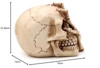 Schedel Hoofd met Skelet Klauw Woonaccessoire - thumbnail