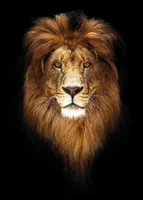 Alexsar Art schilderij Deco panel leeuw zwart 90x60cm - thumbnail