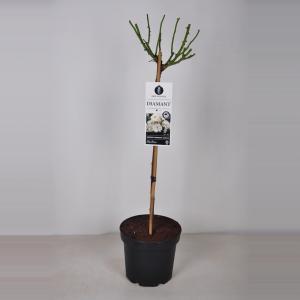 Rozen Diamant op stam - 3 stuks