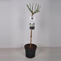 Rozen Diamant op stam - 3 stuks - thumbnail