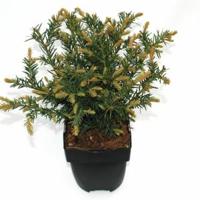 Kruipende taxus (Taxus baccata "Repandens") conifeer - thumbnail