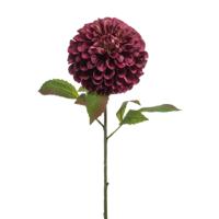 Dahlia pompom - thumbnail
