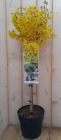 Chinese klokje Forsythia op stam 100 cm Warentuin Natuurlijk - Warentuin natuurlijk - thumbnail