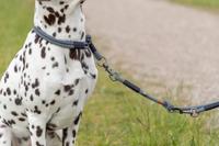 TRIXIE Soft Rope 1984001 Hondenriem, M-L 1,0 m/10 mm, zwart/grijs, robuuste lange hondenriem van touw met Trigger Snap Hook, voor middelgrote honden, zacht en rond materiaal met polsband - thumbnail