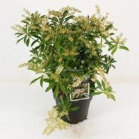 Rotsheide (Pieris Taiwanensis) heester - 30-40 cm (C4.5) - 9 stuks - thumbnail