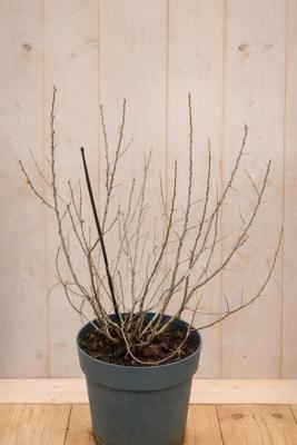 Duindoorn eenhuizig Hippophae rhamnoides Vitaminhochzeit 70 cm Warentuin Natuurlijk - Warentuin natuurlijk