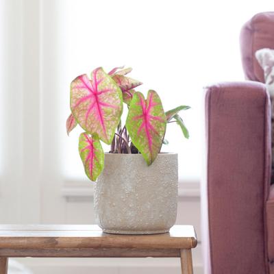 Caladium Brandy - P13 Caladium Brandy - P13