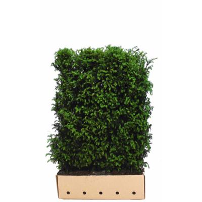 Kant & klaar haag Taxus baccata 120 x 100 cm breed Venijnboom Quickhedge - Quickhedge