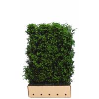 Kant & klaar haag Taxus baccata 120 x 100 cm breed Venijnboom Quickhedge - Quickhedge - thumbnail