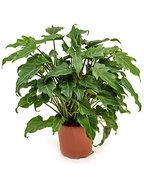 Philodendron xanadu XS kamerplant - thumbnail