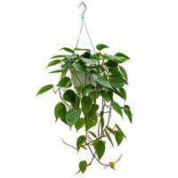 Philodendron scandens S hangplant - thumbnail
