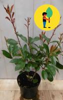 Photinia fraseri Red Robin rood 40 cm - Warentuin natuurlijk - thumbnail