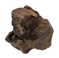 DOG WOODZZZ KAUWWORTEL MET OLIJFOLIE XL 751-1000 GR - thumbnail