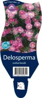 Delosperma sutherlandii vaste plant Griffioen - Griffioen - thumbnail