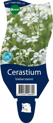 Cerastium biebersteinii vaste plant Griffioen - Griffioen Cerastium biebersteinii vaste plant Griffioen - Griffioen