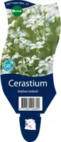 Cerastium biebersteinii vaste plant Griffioen - Griffioen - thumbnail
