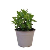 Pepermunt Mentha piperita kruidenplant Warentuin Natuurlijk - Warentuin natuurlijk - thumbnail