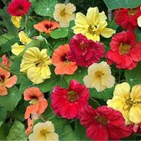 Tropaeolum Majus zaden Oost-Indische Kers BIO - thumbnail