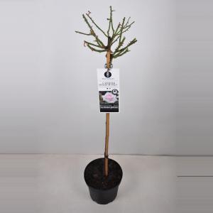 Grootbloemige roos op stam (rosa "A Whiter Shade of Pale"®) - Op stam 90 cm - 1 stuks