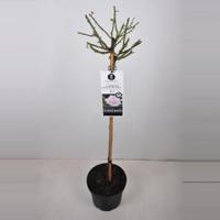 Grootbloemige roos op stam (rosa "A Whiter Shade of Pale"®) - Op stam 90 cm - 1 stuks - thumbnail