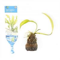 Aponogeton ulvaceus - 3 stuks - aquarium plant - thumbnail