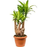 Dracaena massangeana XXL kamerplant - thumbnail