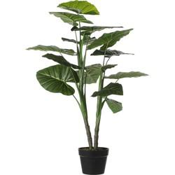 Kunstplant Alocasia 100cm Kunstplant Alocasia 100cm