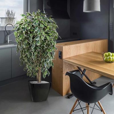 Ficus Exotica deluxe kunstboom 150cm - bont